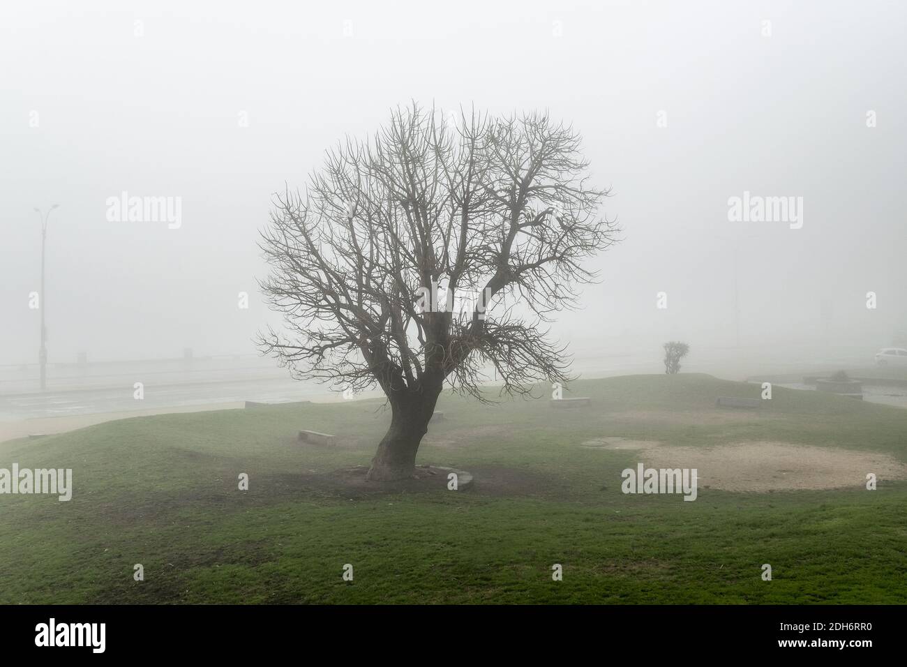 Big Trees au Foggy Sky Landscape Banque D'Images