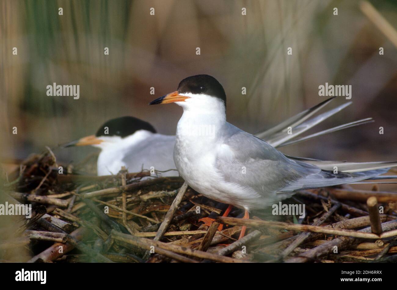 La sterne de Forster (Sterna forsteri) se couple sur le nid dans l'est de l'Idaho Banque D'Images