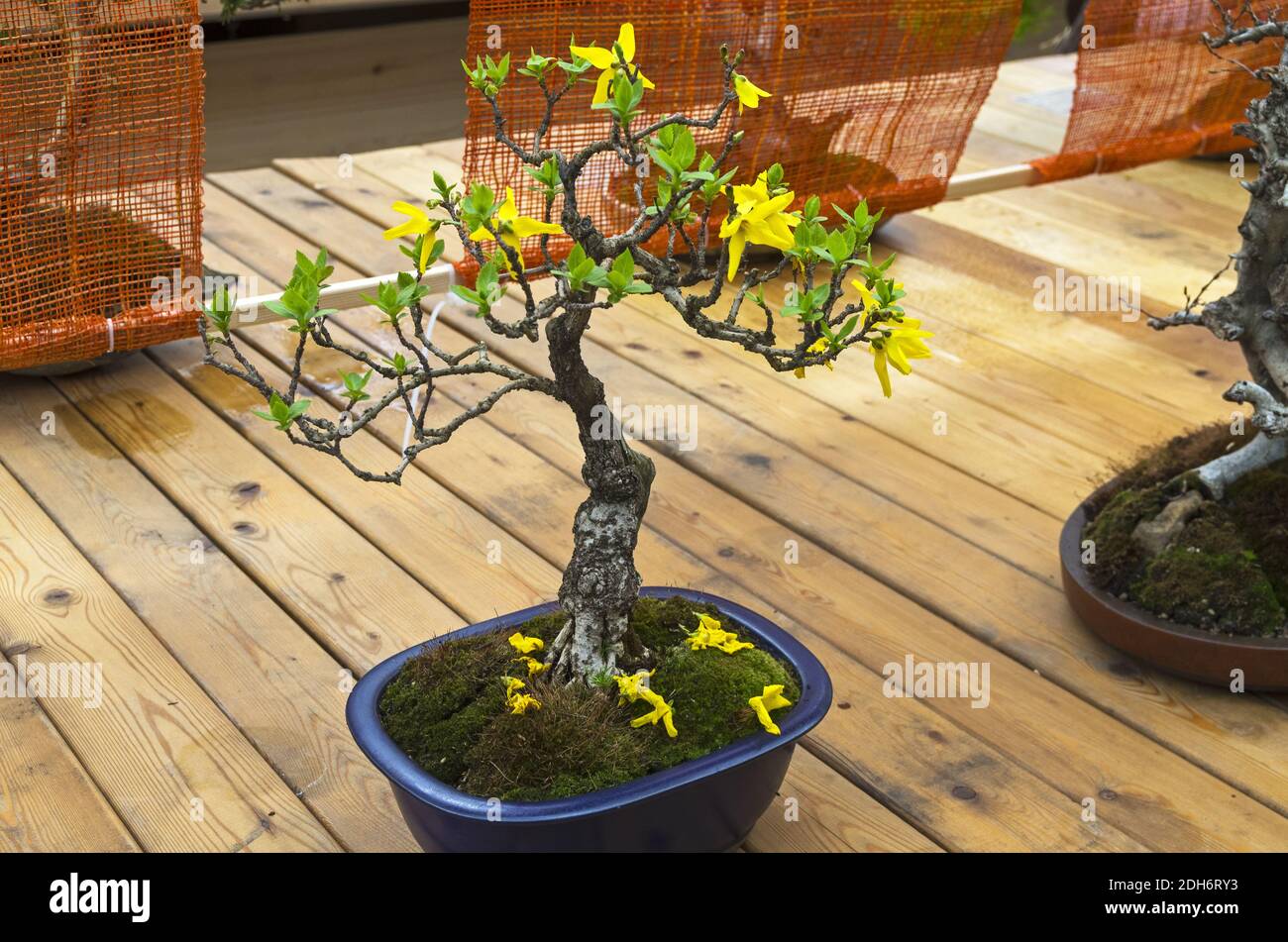 Forsythia en fleurs - Bonsai dans le style droit et libre. Banque D'Images
