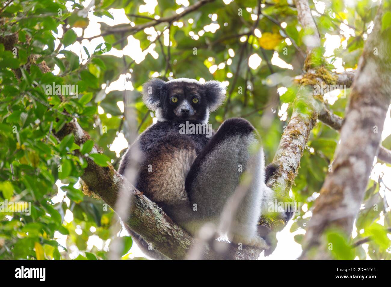 Lémurien Indri noir et blanc on tree Banque D'Images