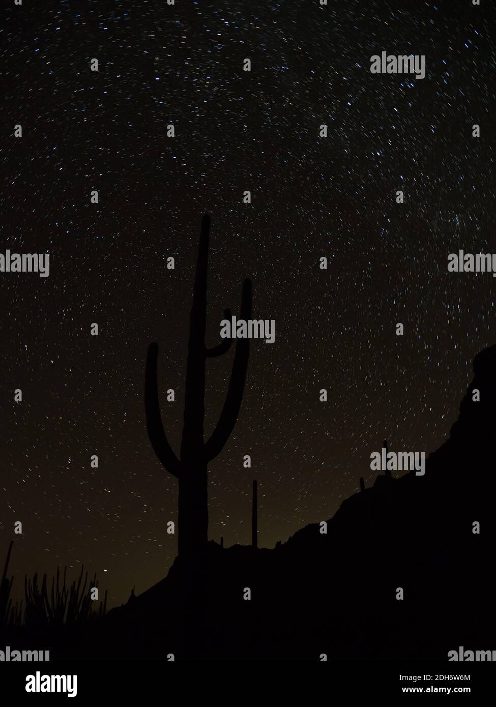 Des étoiles incroyables dans le ciel nocturne avec un cactus saguaro au monument national Organ Pipe Cactus, Arizona, États-Unis Banque D'Images