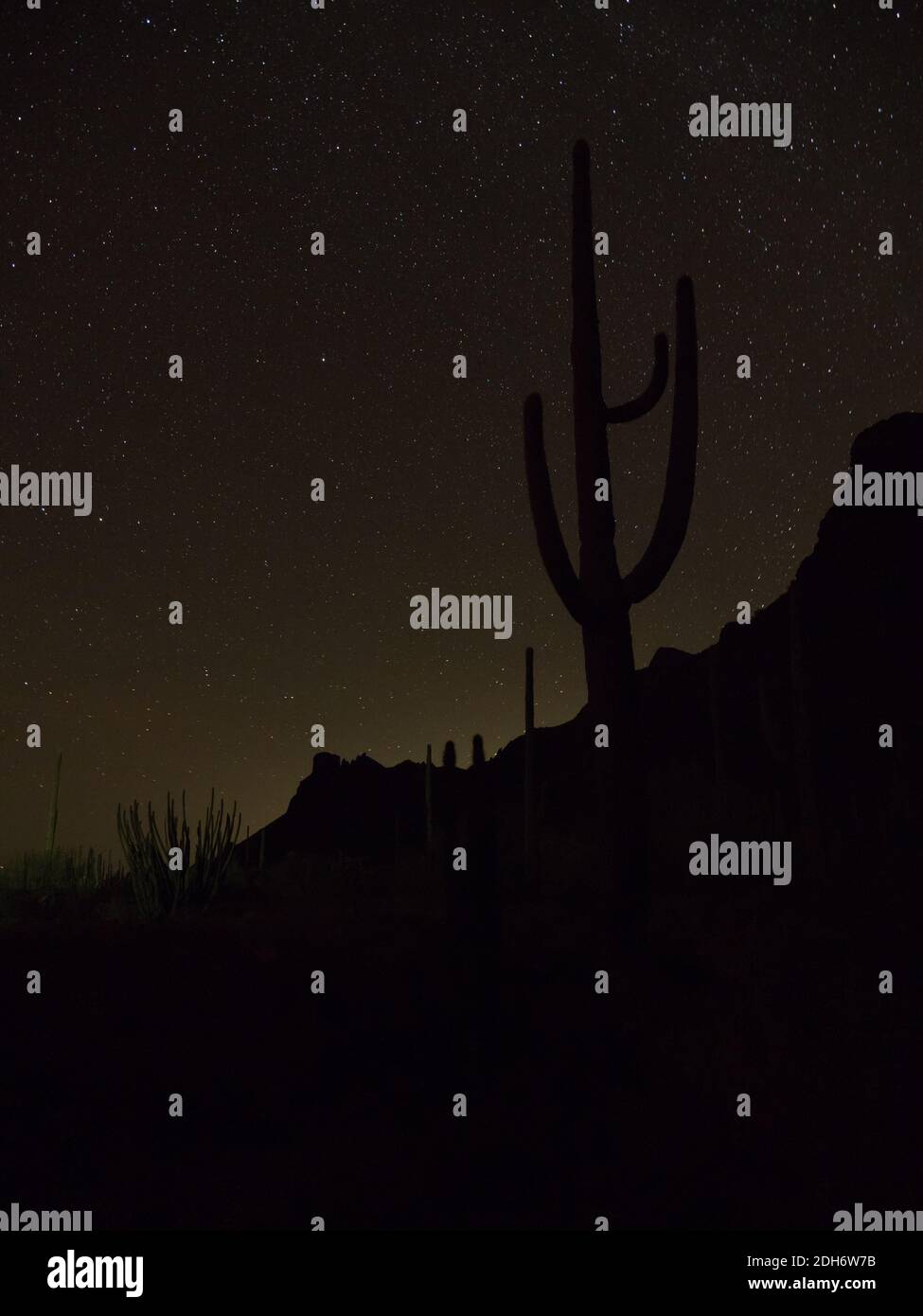 Des étoiles incroyables dans le ciel nocturne avec un cactus saguaro au monument national Organ Pipe Cactus, Arizona, États-Unis Banque D'Images