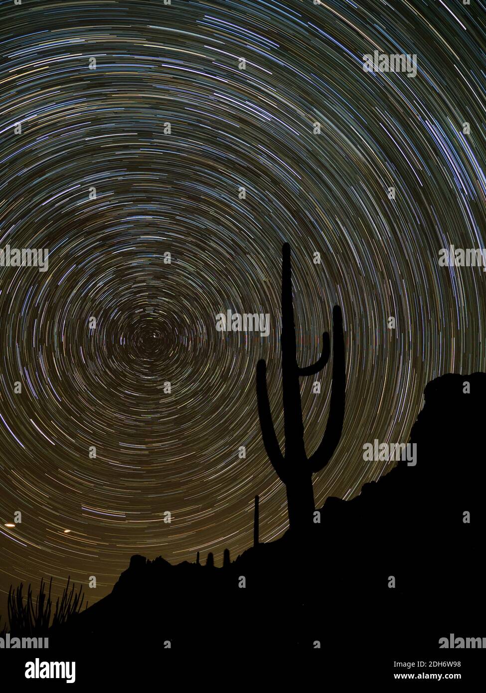 Des sentiers étoiles étonnants dans le ciel nocturne avec un cactus saguaro au monument national Organ Pipe Cactus, Arizona, États-Unis Banque D'Images