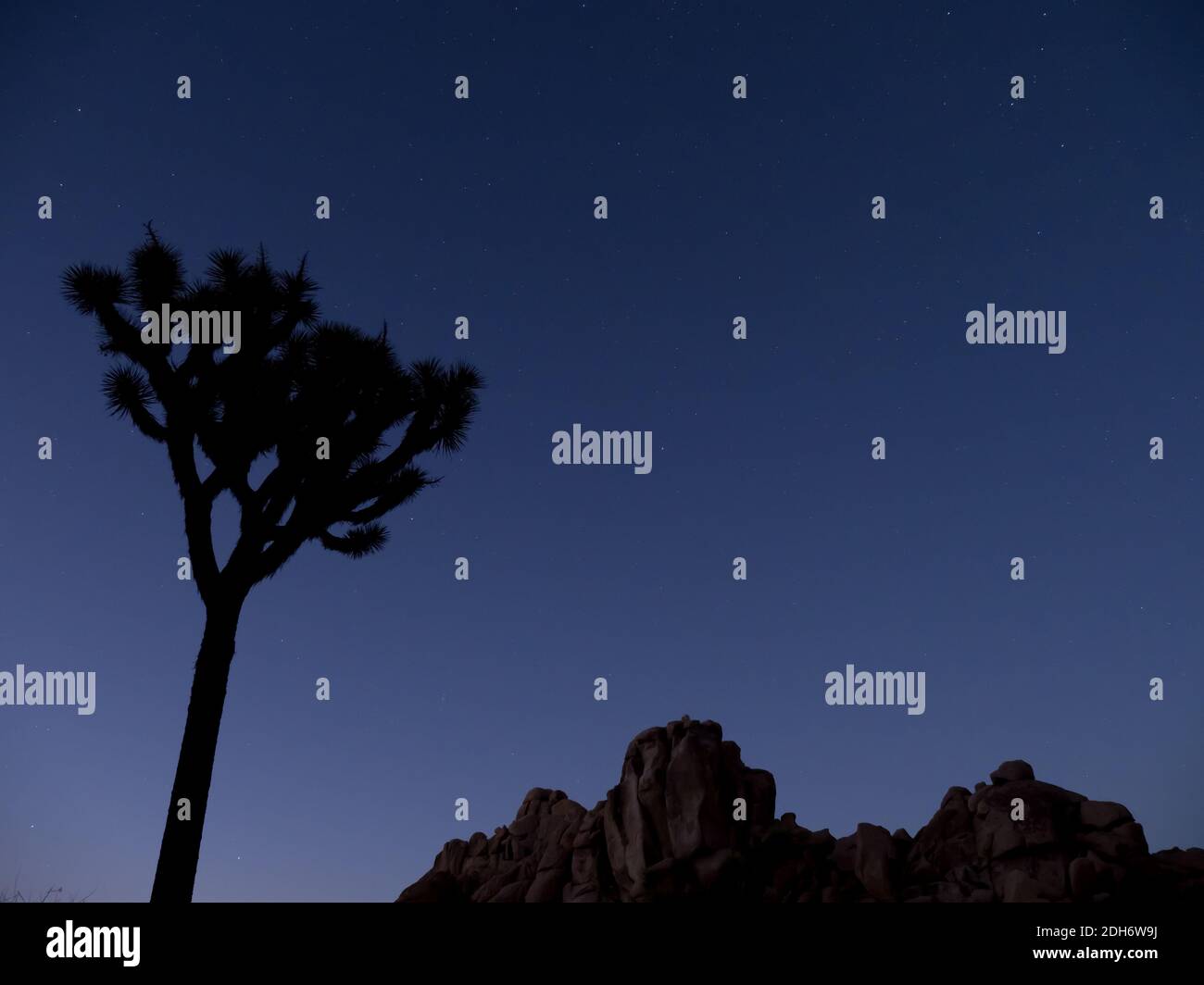 Des étoiles incroyables dans le ciel nocturne au parc national de Joshua Tree, Californie, États-Unis Banque D'Images