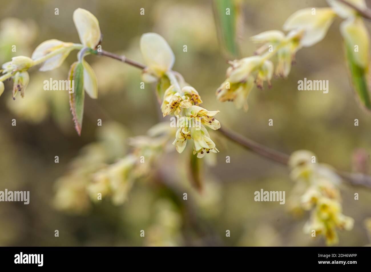 Hazel d'hiver, Skenhassel (Corylopsis spicata) Banque D'Images