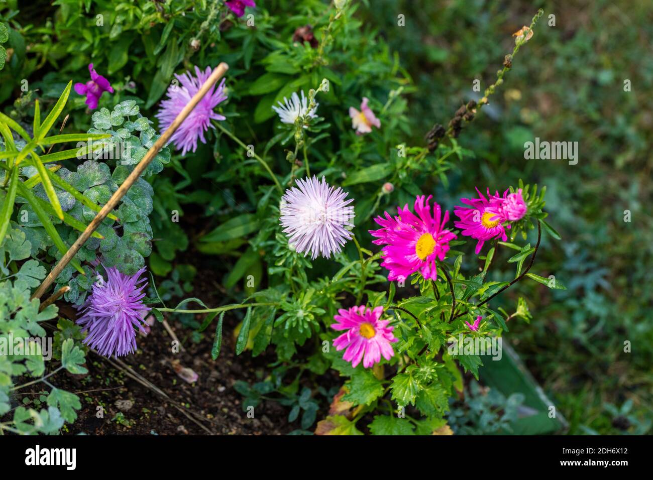 'American ramifiée, American Mix', China aster Callistephus chinensis (Sommaraster) Banque D'Images