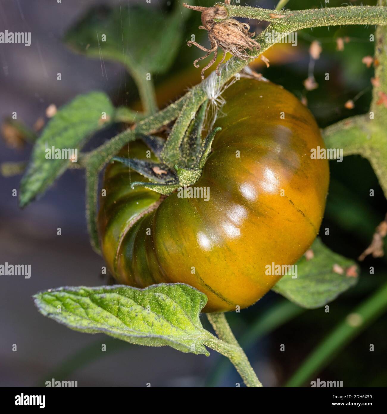 Tomate 'marmande', tomate (Solanum lycopersicum) Banque D'Images