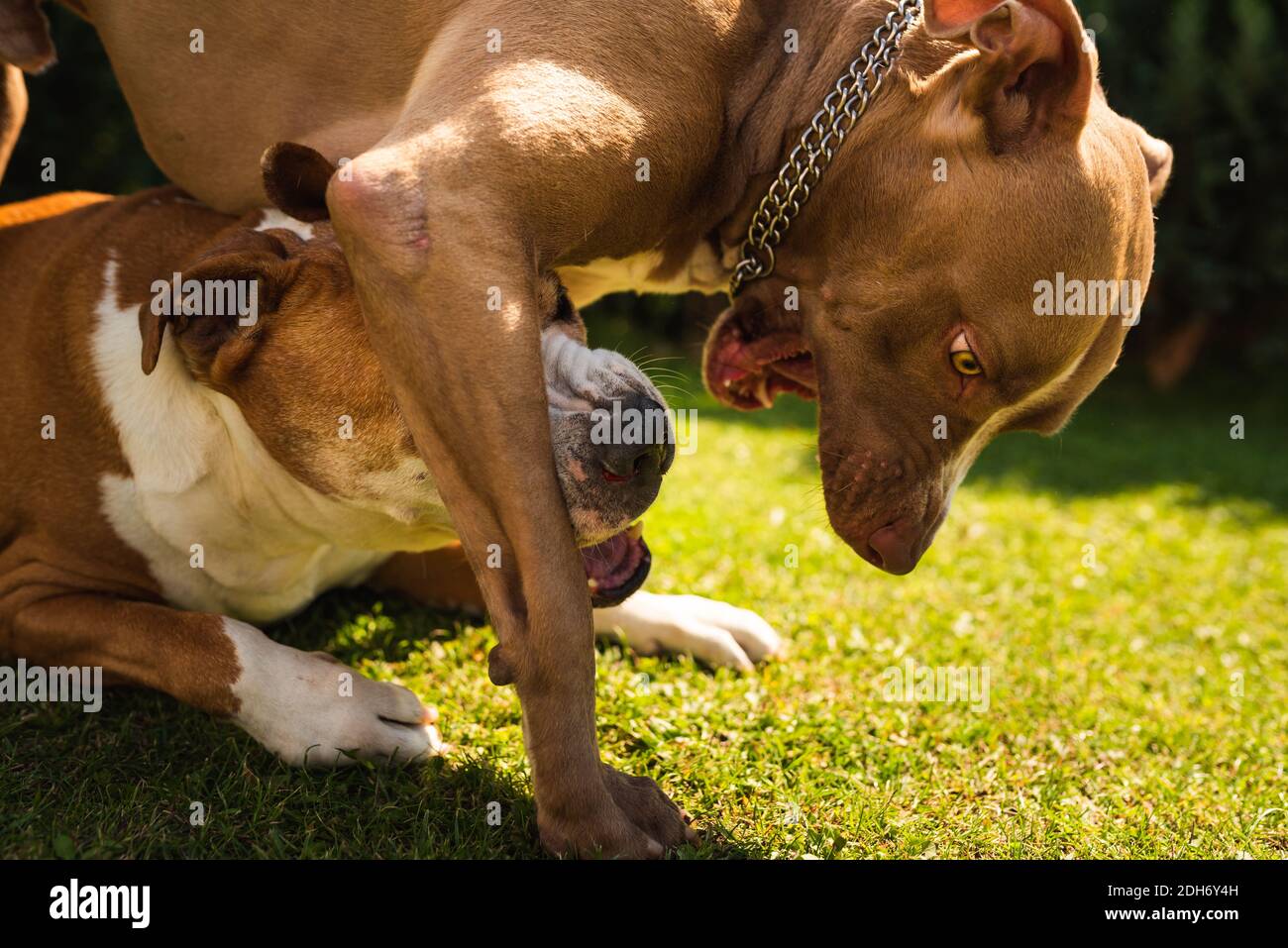 Deux chiens amstaff terriens jouant sur l'herbe à l'extérieur. Les chiens jeunes et vieux s'amusent dans l'arrière-cour. Banque D'Images