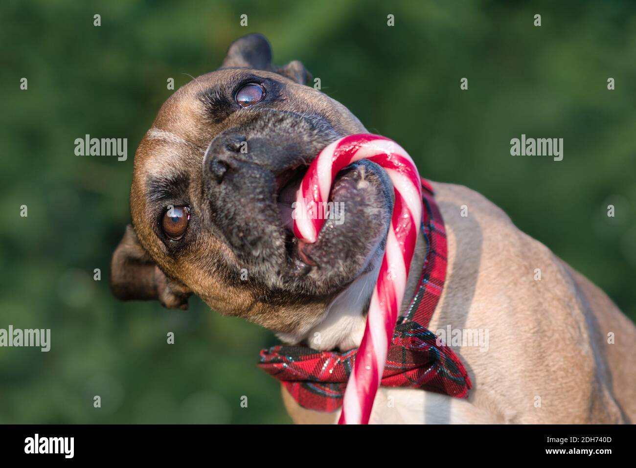 Chien Bulldog français mangeant une canne de Noël rayée à l'avant d'arrière-plan vert flou Banque D'Images