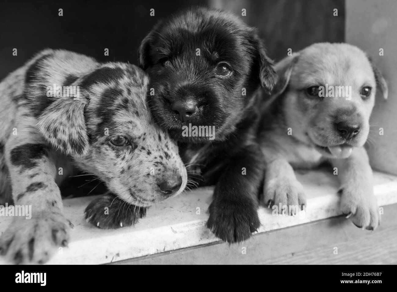 Laboratoire de terrier le plus mignon mélange de chiots jouant dans la maison de chien Banque D'Images