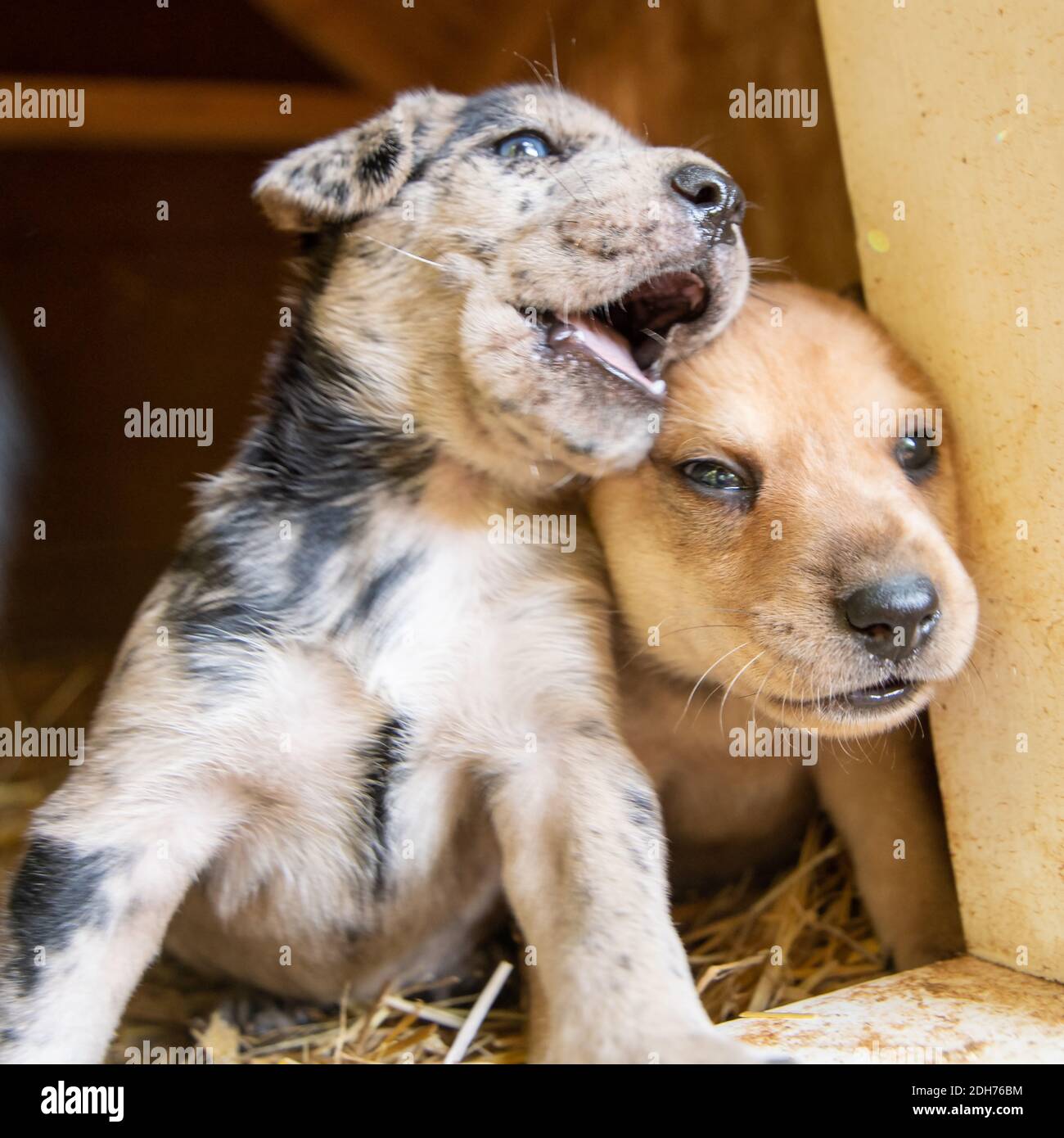Laboratoire de terrier le plus mignon mélange de chiots jouant dans la maison de chien Banque D'Images