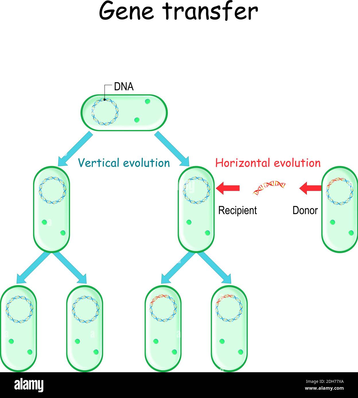 Transfert de gènes par exemple bactéries. Contact cellule à cellule entre donneur et bénéficiaire. Évolution horizontale et verticale. Génétique microbienne et antibiotique Illustration de Vecteur