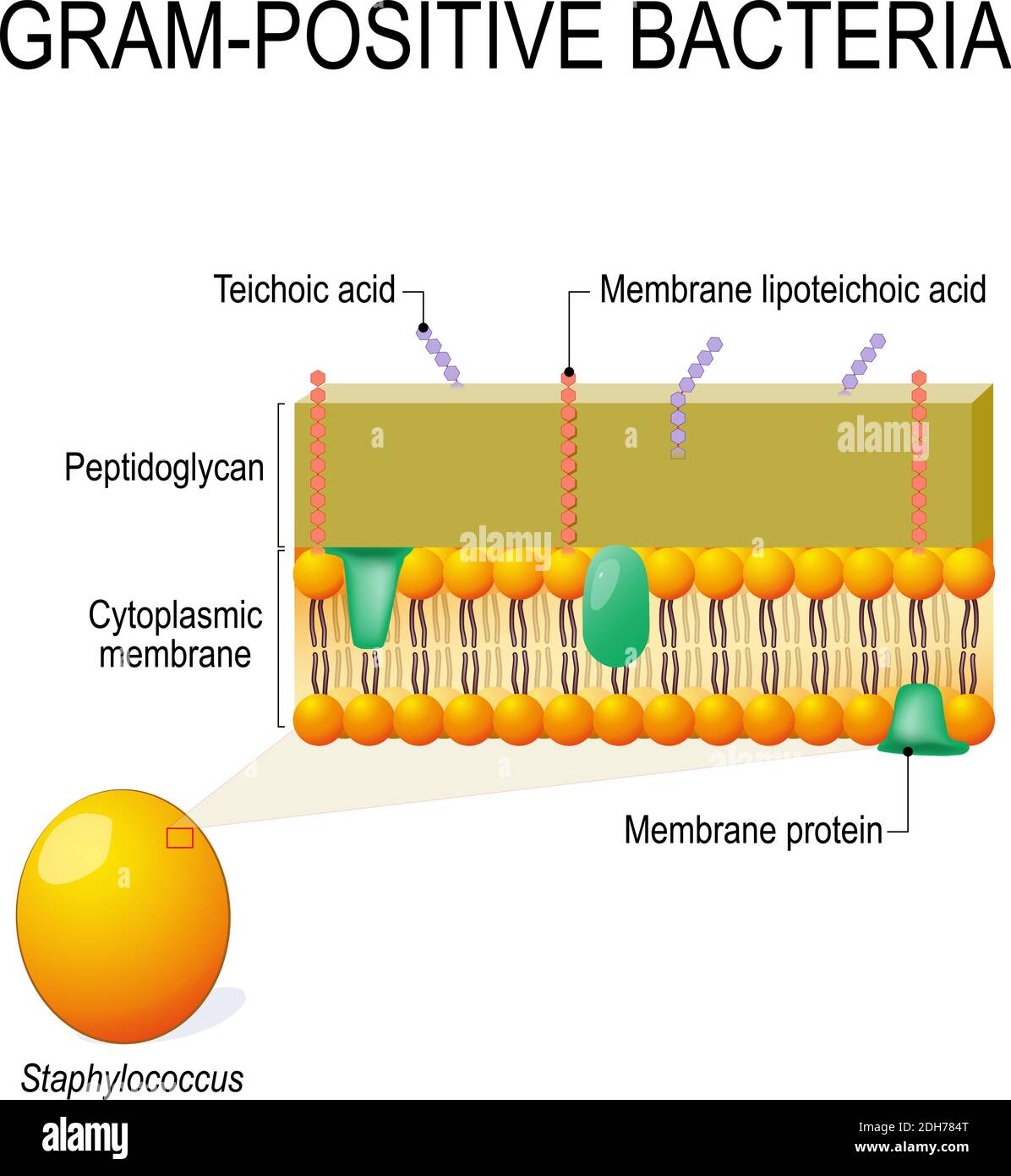 Structure de la paroi cellulaire des bactéries Gram-positives, par exemple Staphylococcus. Schéma vectoriel à usage éducatif, médical, biologique et scientifique Illustration de Vecteur