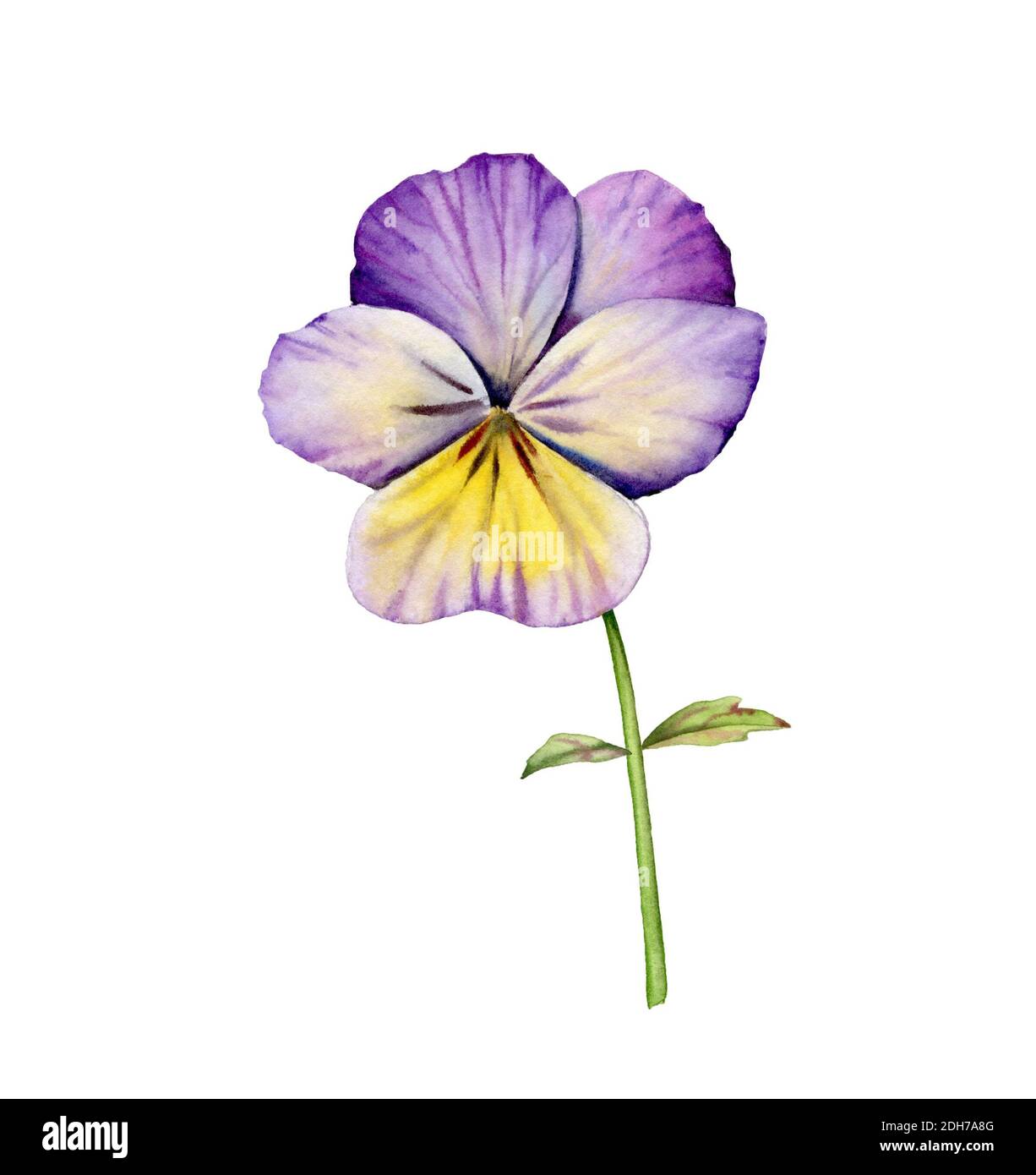 Fleur de pansy aquarelle. Violette de jardin avec feuilles en fleur.  Élément à motif fleuri peint à la main. Illustrations botaniques isolées  sur blanc Photo Stock - Alamy
