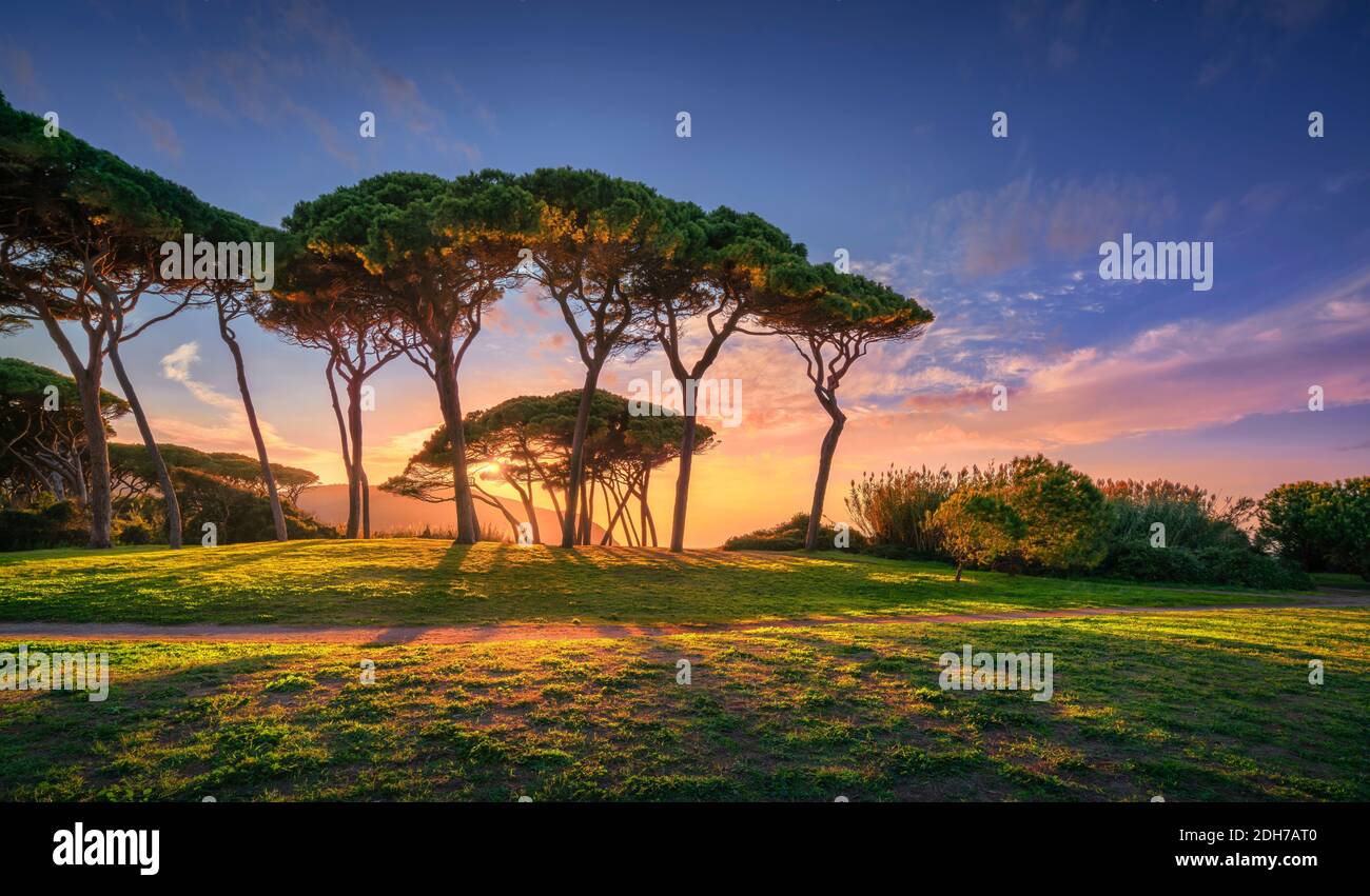 Groupe de pins près de la mer et de la plage au coucher du soleil. Baratti, Maremme, Piombino, Toscane, Italie. Banque D'Images