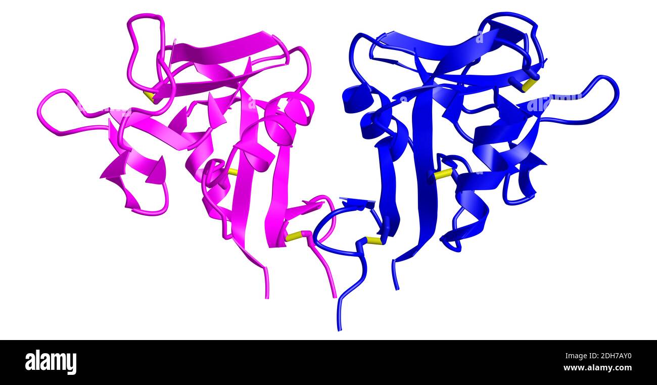 Un modèle de dessin animé 3D de la protéine C-Type de lectine transmembranaire CD69 humaine, fond blanc Banque D'Images