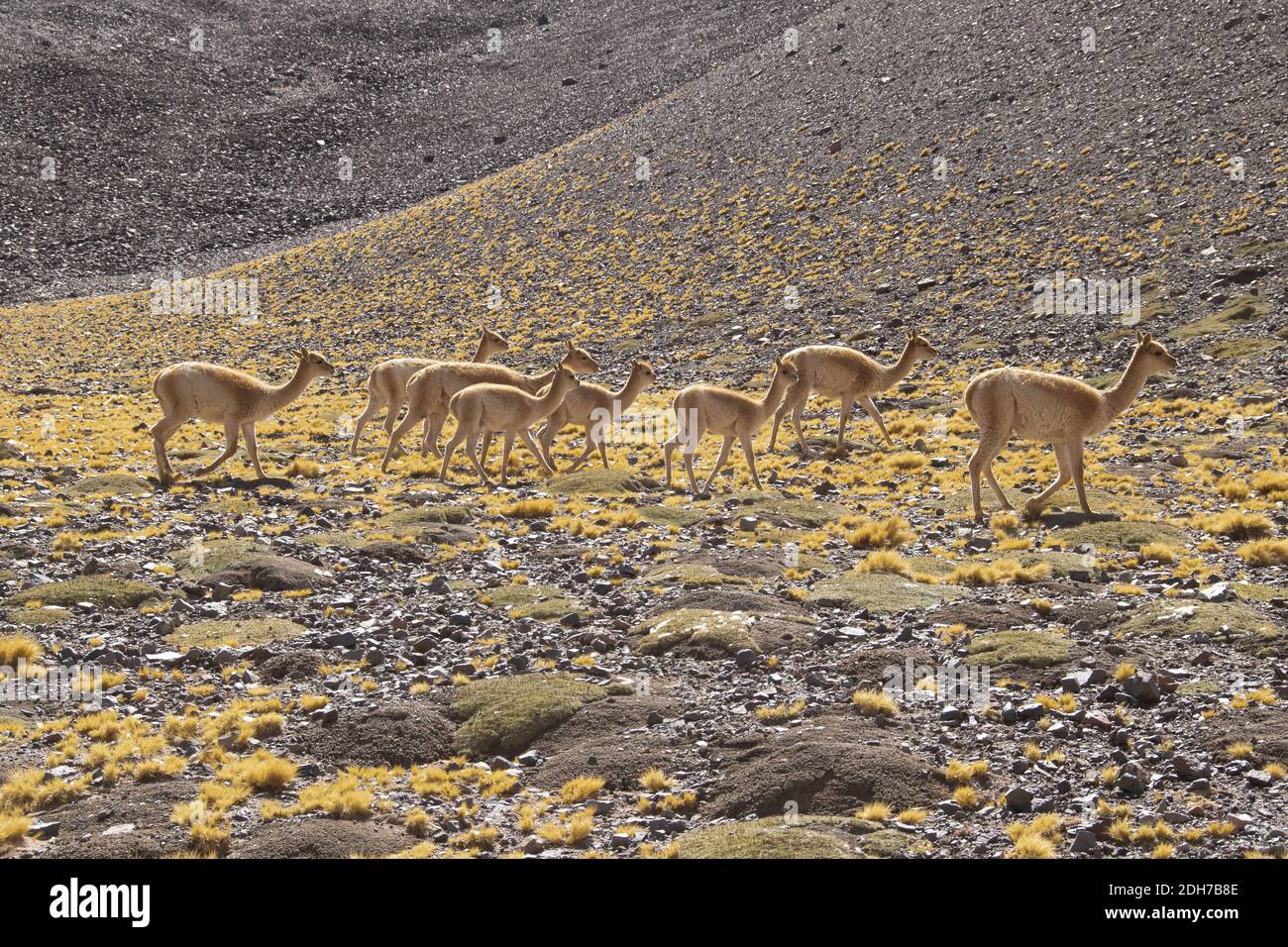 Groupe de vigognes, lagune de Brava, la Rioja, Argentine Banque D'Images