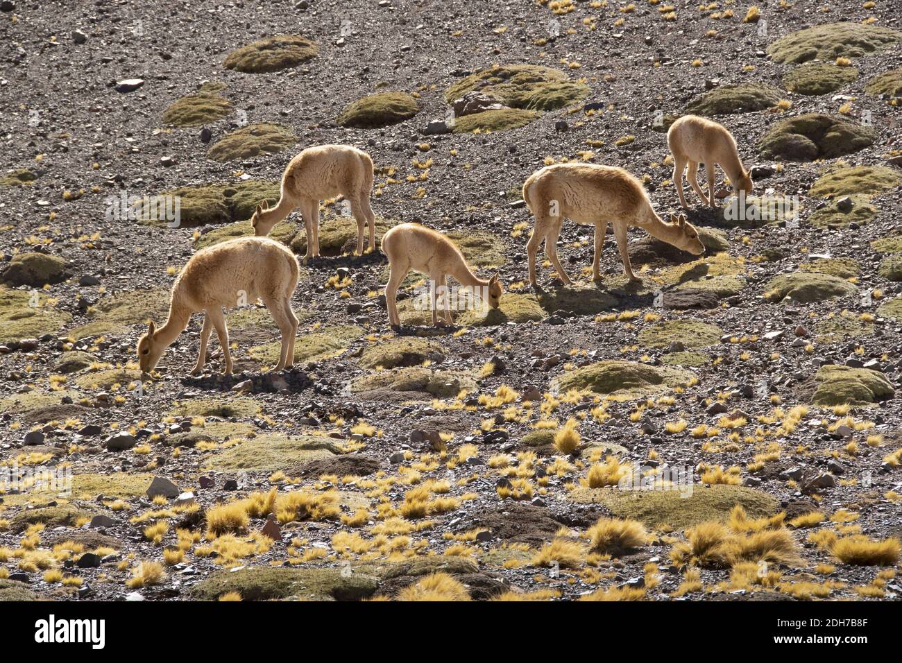 Groupe de vigognes, lagune de Brava, la Rioja, Argentine Banque D'Images