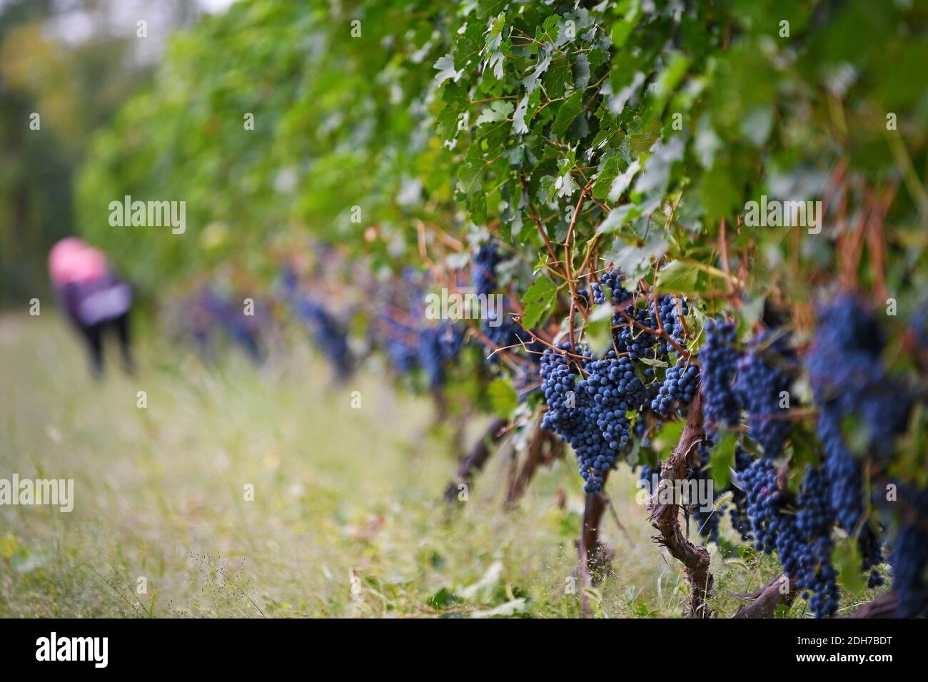 Yinchuan. 14 septembre 2018. Photo prise le 14 septembre 2018 montre des raisins à utiliser dans une plantation du district de Hongsipu, dans la ville de Wuzhong, dans la région autonome de Ningxia hui, dans le nord-ouest de la Chine. Crédit: Wang Peng/Xinhua/Alay Live News Banque D'Images