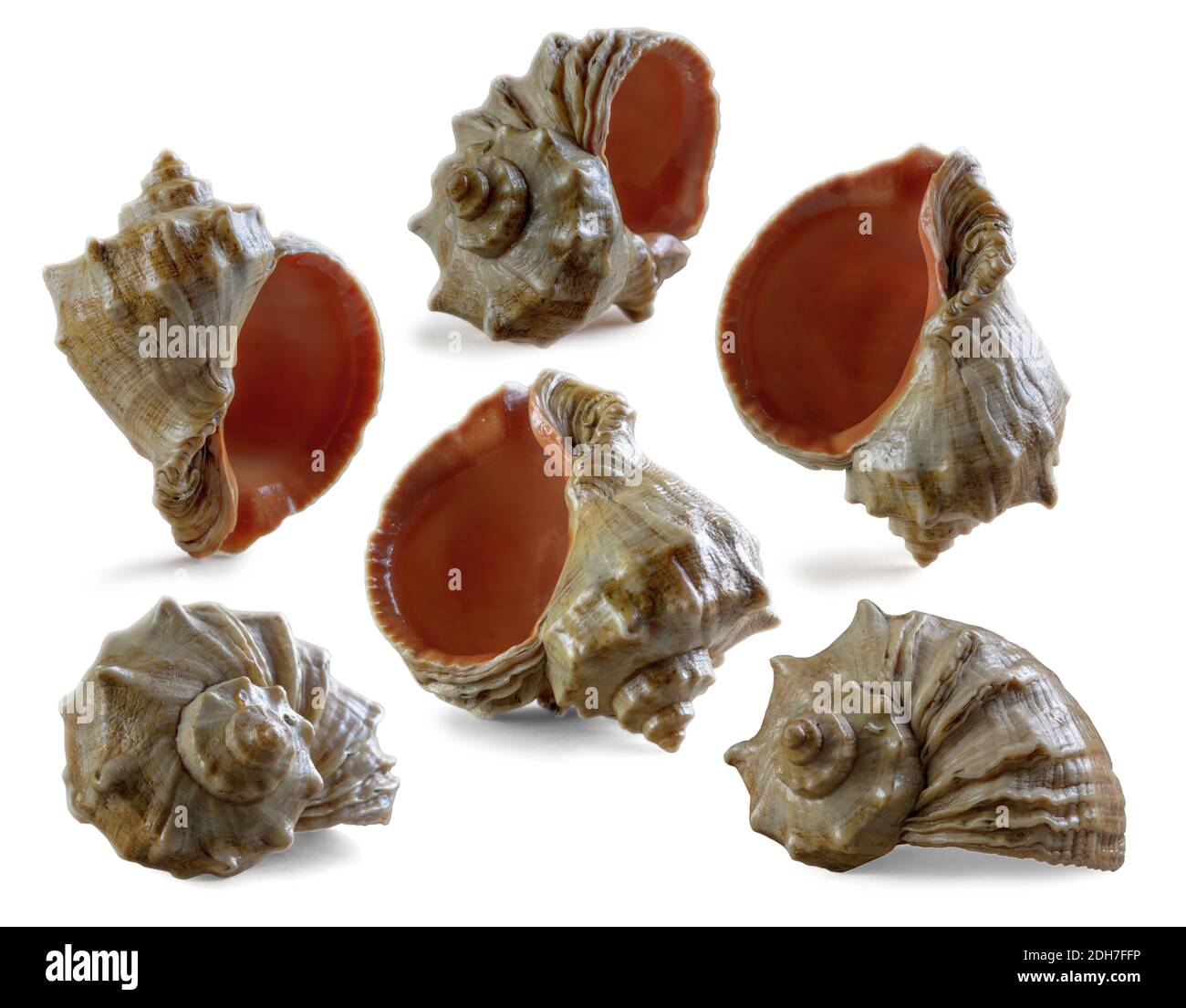 seashell (vide pour vos manipulations de photos / collages) Banque D'Images