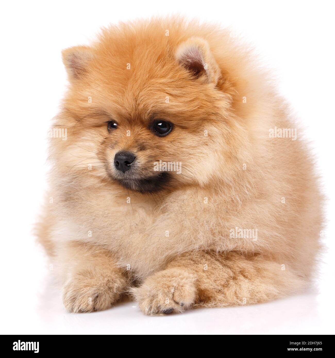 Magnifique Spitz de Poméranie aux cheveux rouges, couché sur un fond blanc dans le studio. Animaux de compagnie. Banque D'Images