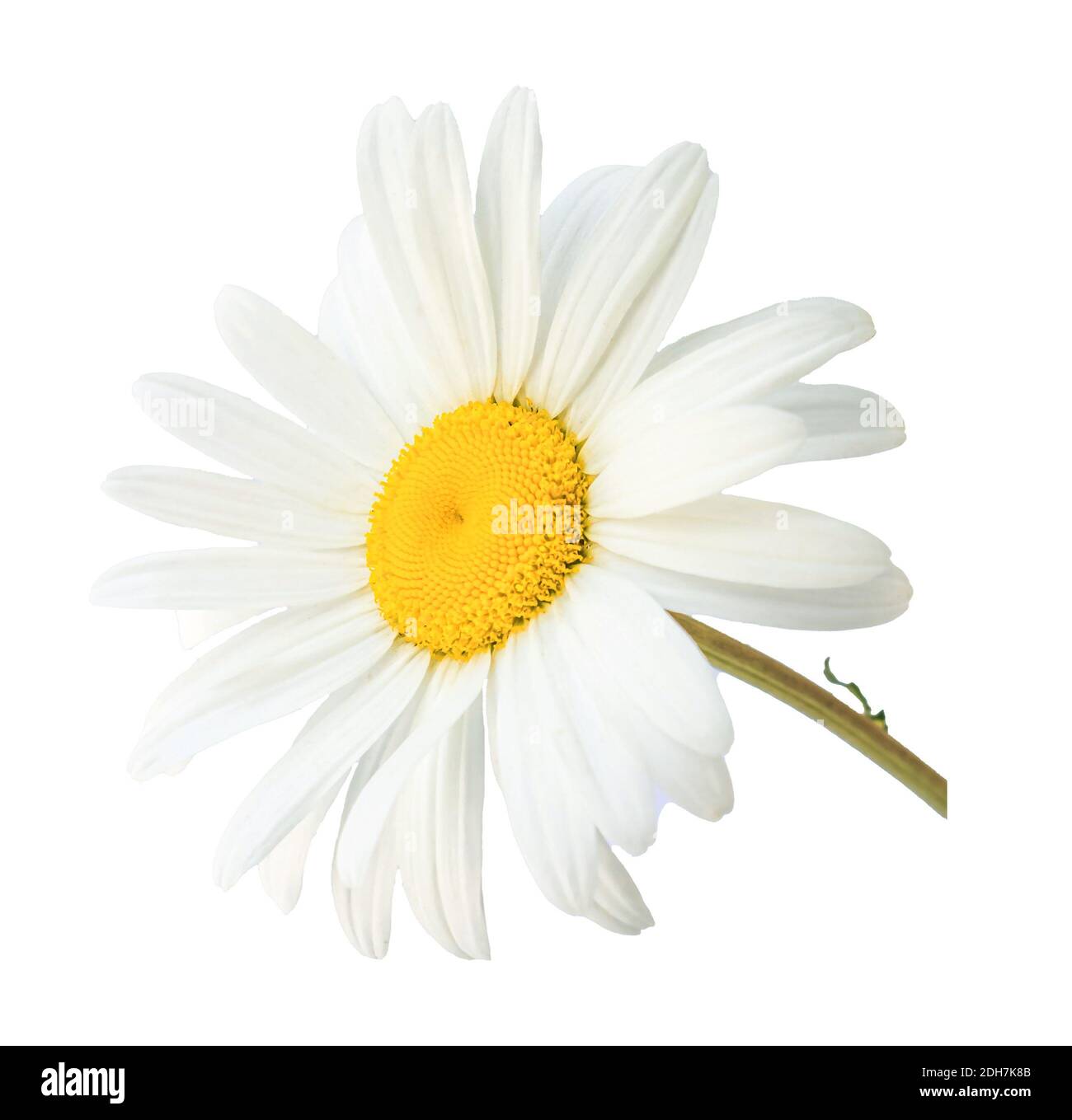 Fleur de camomille blanche isolée sur fond blanc. Fleur pour collage Photo  Stock - Alamy