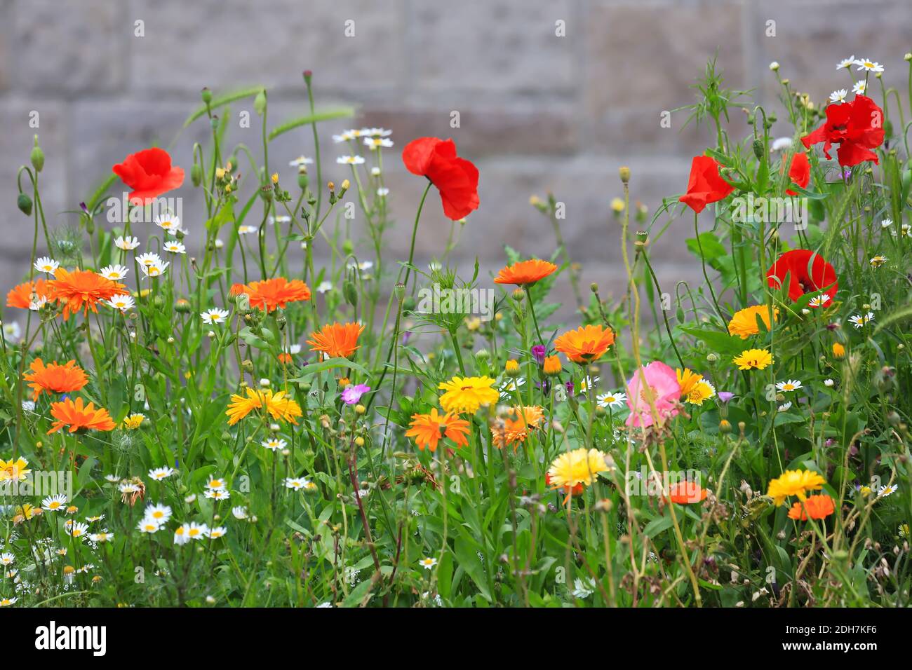 Prairie de fleurs colorées avec diverses fleurs sauvages devant un mur de briques comme arrière-plan. Banque D'Images