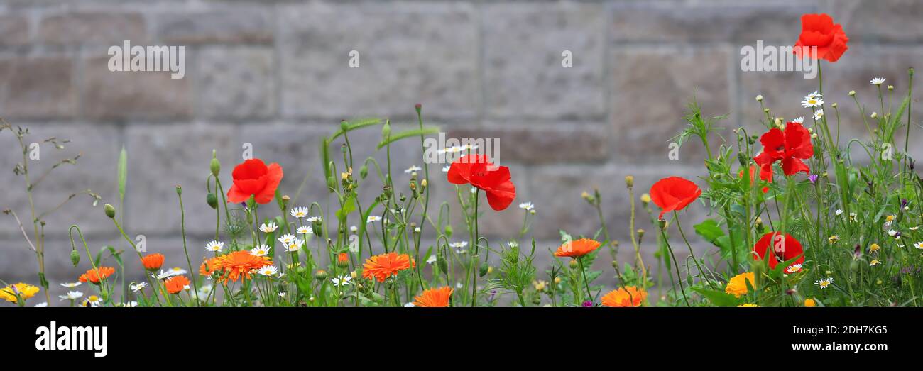 Prairie de fleurs colorées avec diverses fleurs sauvages devant un mur de briques comme arrière-plan. Banque D'Images