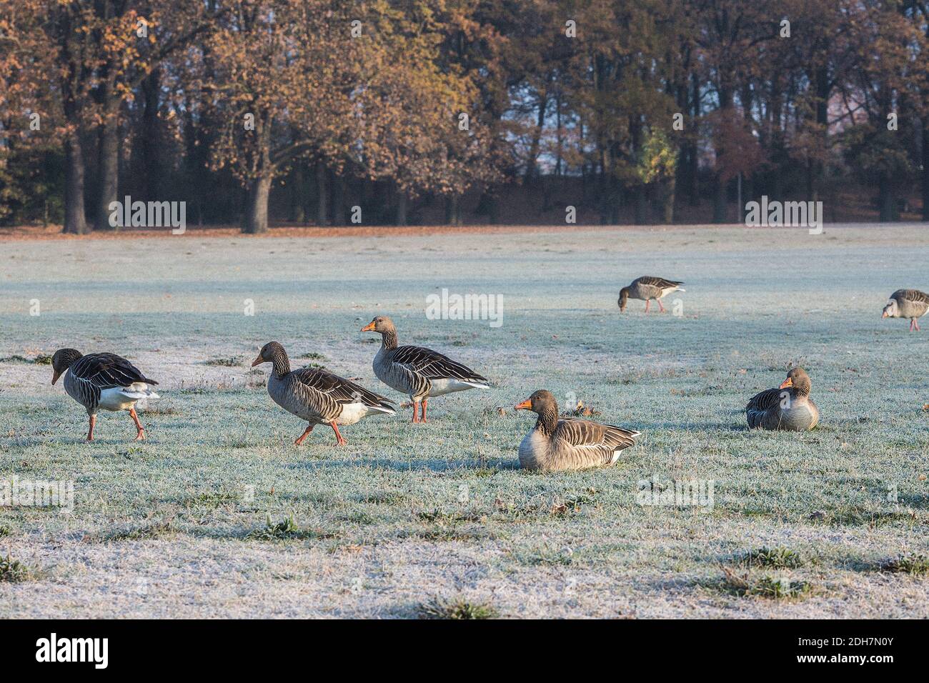 Hiver et bernache grise au Frankfurt Ostpark , Francfort-sur-le-main, Hessen, Allemagne Banque D'Images