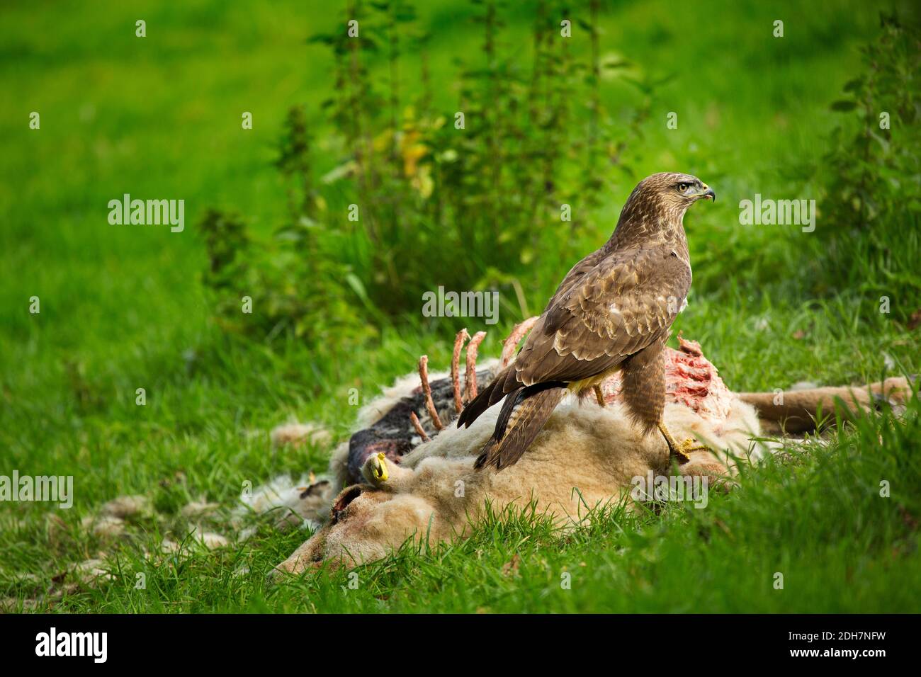 Buse variable Banque D'Images