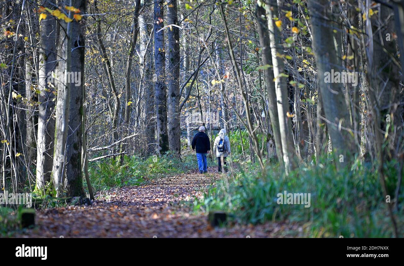 Photos pour une caractéristique sur Wellesley Woodland, Aldershot - automne Weekend Walks caractéristique. Woodland Trails Off Fleet Road, jeudi 12 novembre 2020. Banque D'Images
