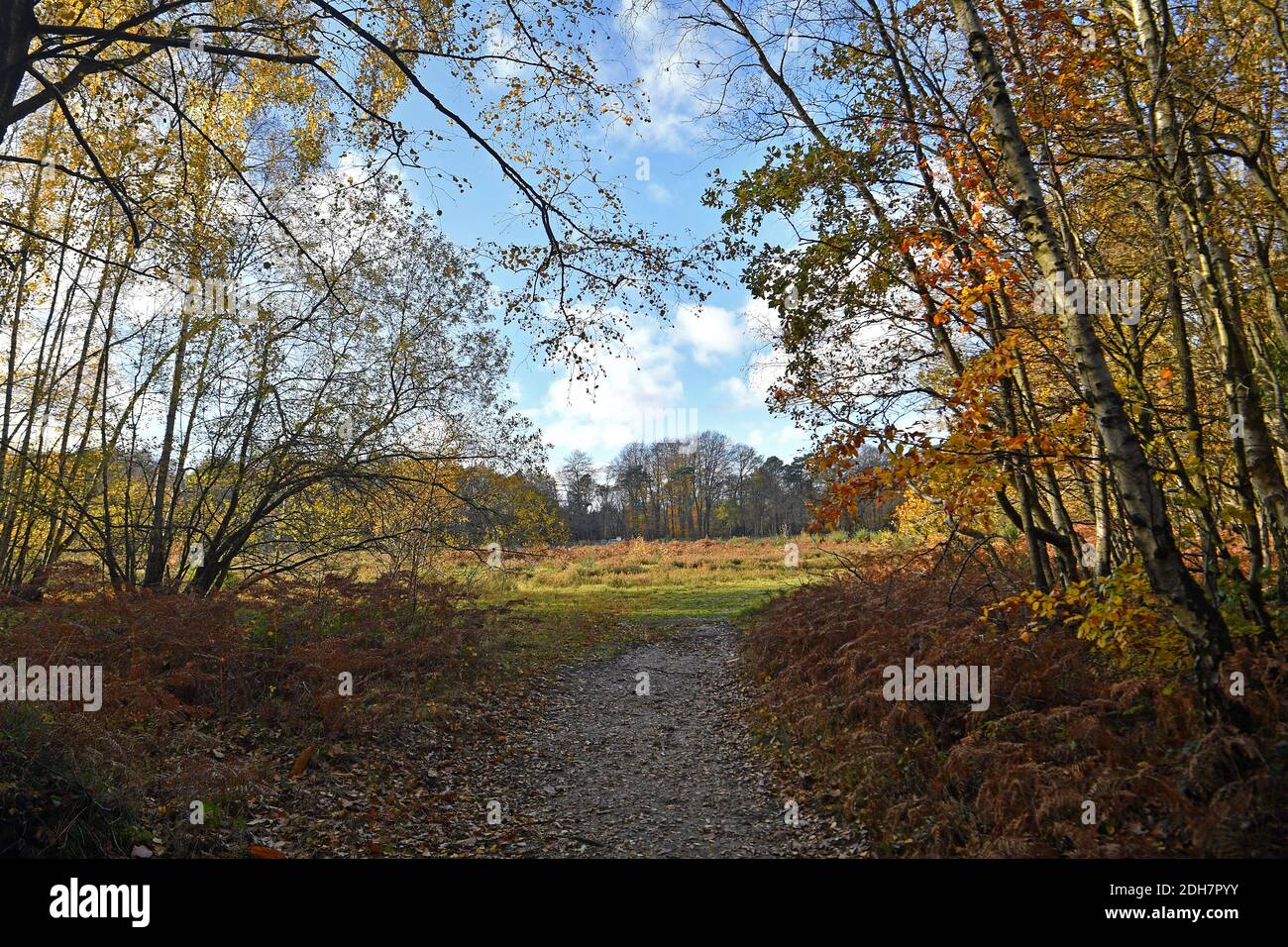 Photos pour une caractéristique sur Wellesley Woodland, Aldershot - automne Weekend Walks caractéristique. Woodland Trails Off Fleet Road, jeudi 12 novembre 2020. Banque D'Images