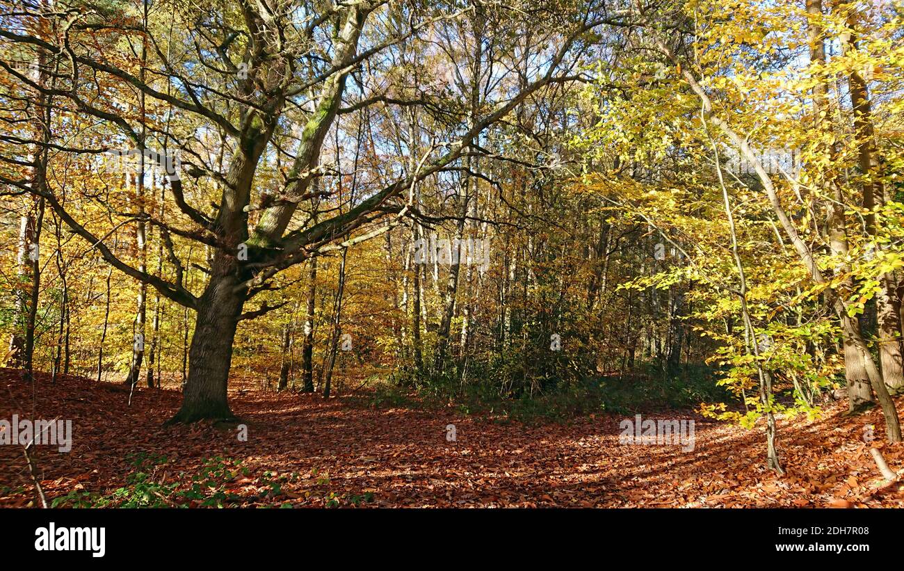Photos pour une caractéristique sur Wellesley Woodland, Aldershot - automne Weekend Walks caractéristique. Woodland Trails, jeudi 12 novembre 2020. Banque D'Images