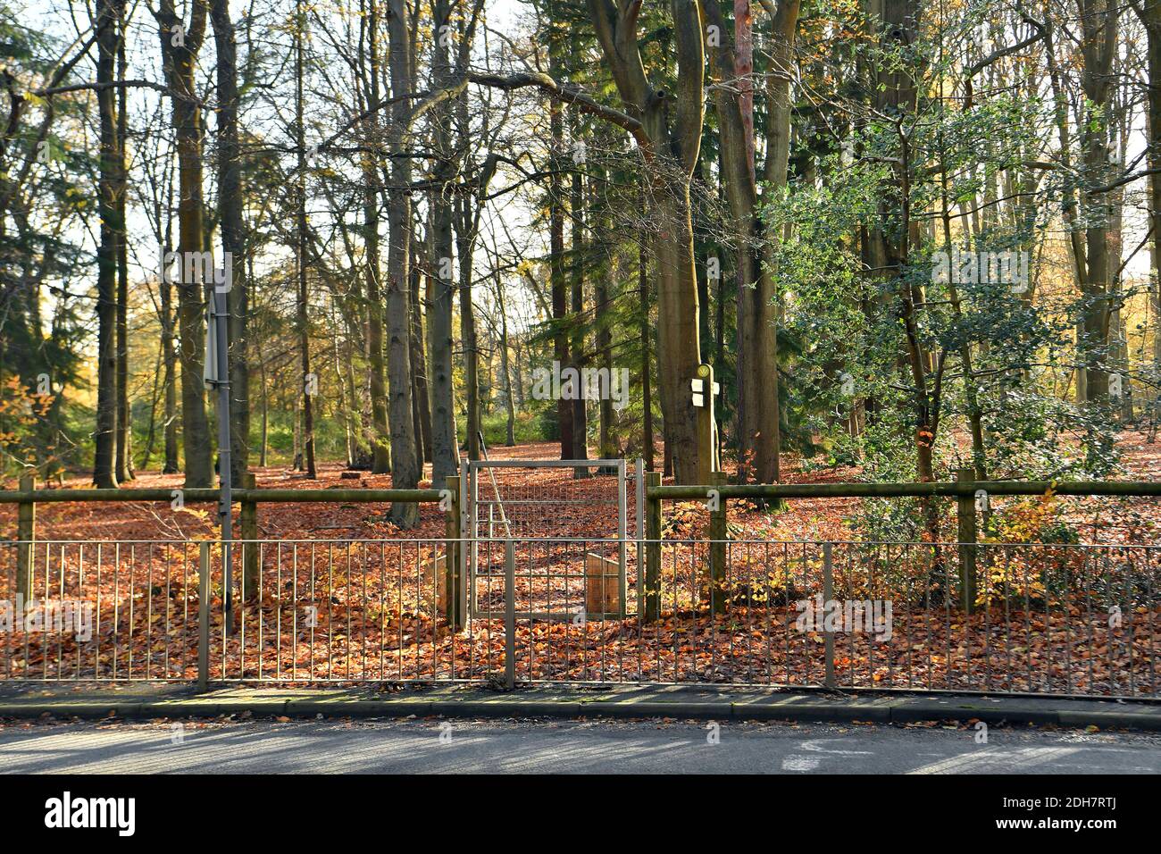 Photos pour une caractéristique sur Wellesley Woodland, Aldershot - automne Weekend Walks caractéristique. Point de passage sur Clubhouse Road, jeudi 12 novembre 2020. Banque D'Images