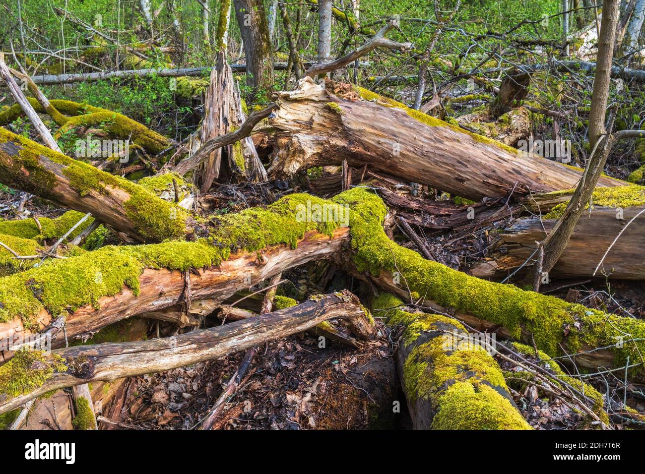 Vieux troncs d'arbre pourri avec mousse Banque D'Images