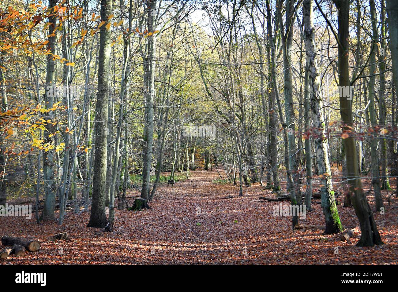 Photos pour une caractéristique sur Wellesley Woodland, Aldershot - automne Weekend Walks caractéristique. Woodland Trails, jeudi 12 novembre 2020. Banque D'Images