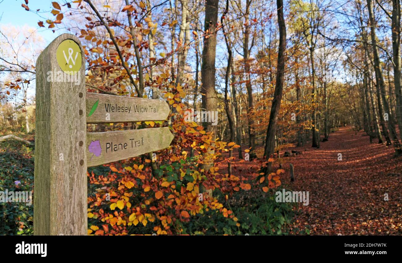 Photos pour une caractéristique sur Wellesley Woodland, Aldershot - automne Weekend Walks caractéristique. Woodland Trails, jeudi 12 novembre 2020. Banque D'Images