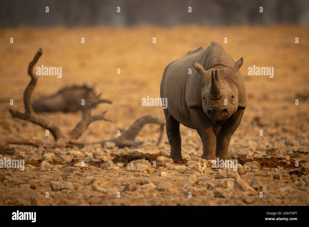 Le rhinocéros noir se dresse parmi les rochers près de la plus sauvage Banque D'Images