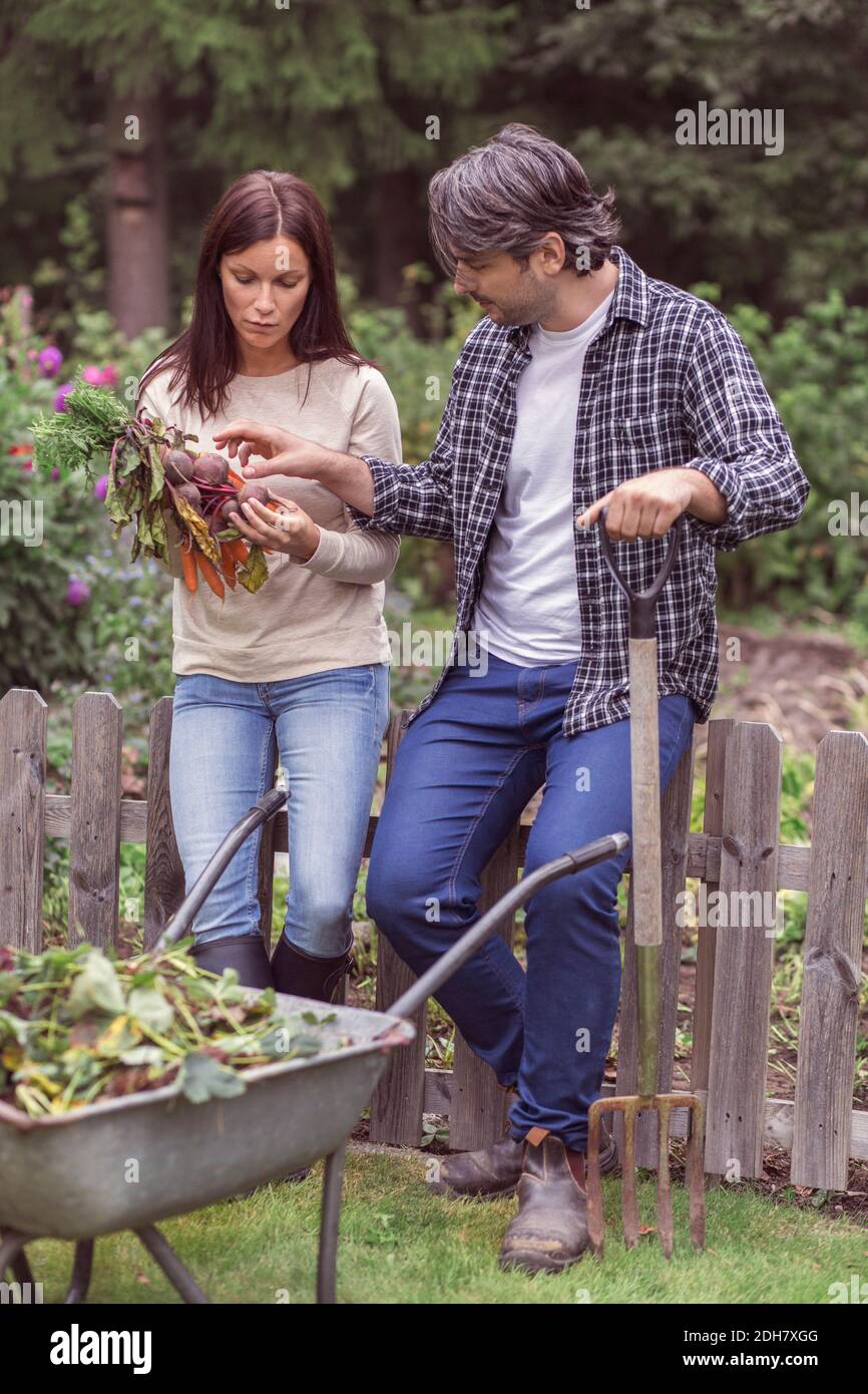 Couple adulte moyen examinant les carottes et betteraves fraîchement récoltées à ferme biologique Banque D'Images