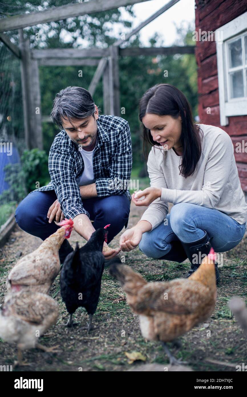 Couple nourrissant des poules à la ferme avicole Banque D'Images