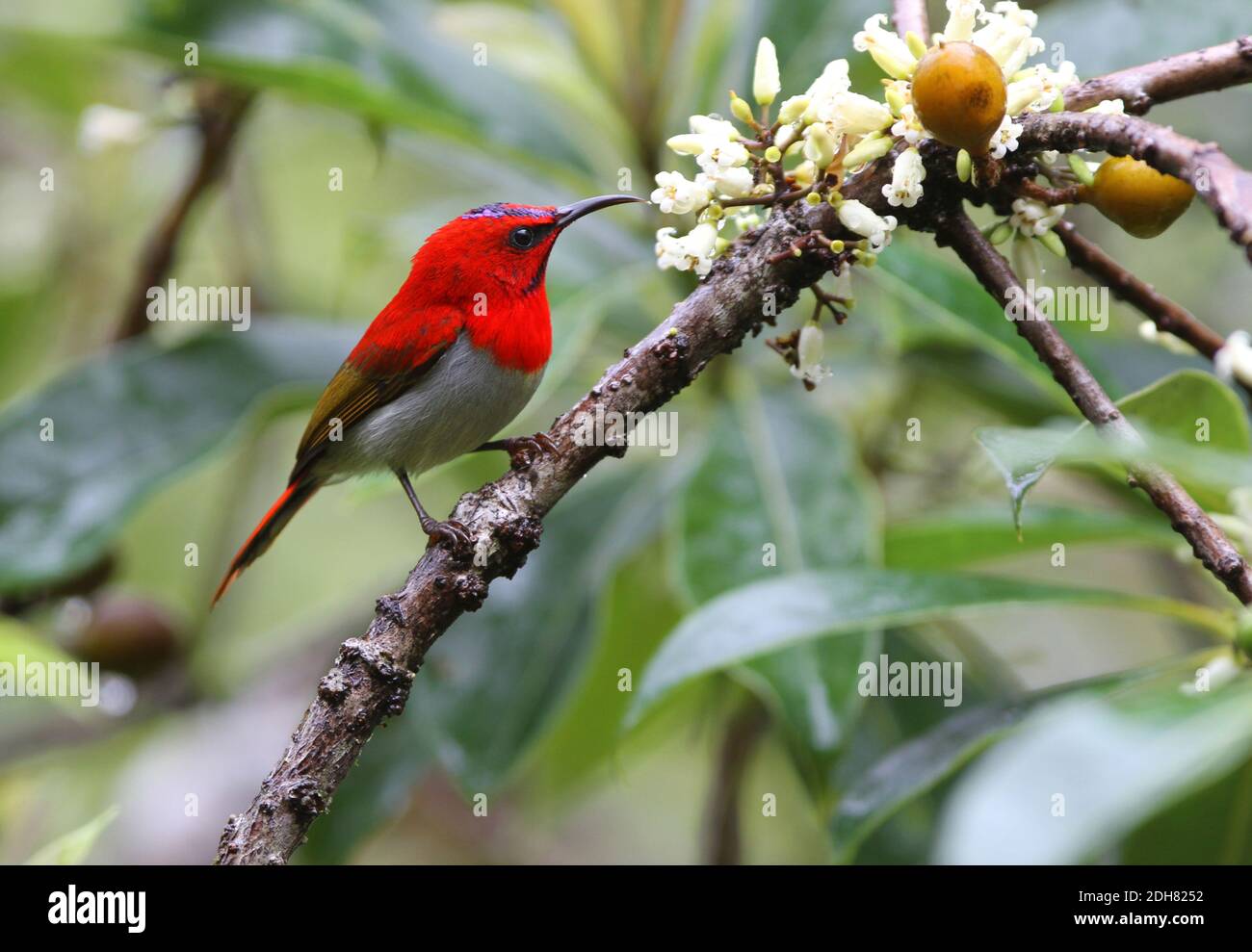Sunbird de Temminck (Aethopyga temminckii), homme adulte dans une branche, Malaisie, Bornéo, Sabah, Mont Kinabalu Banque D'Images