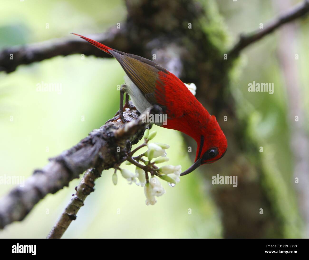 Sunbird de Temminck (Aethopyga temminckii), homme adulte dans une branche, Malaisie, Bornéo, Sabah, Mont Kinabalu Banque D'Images