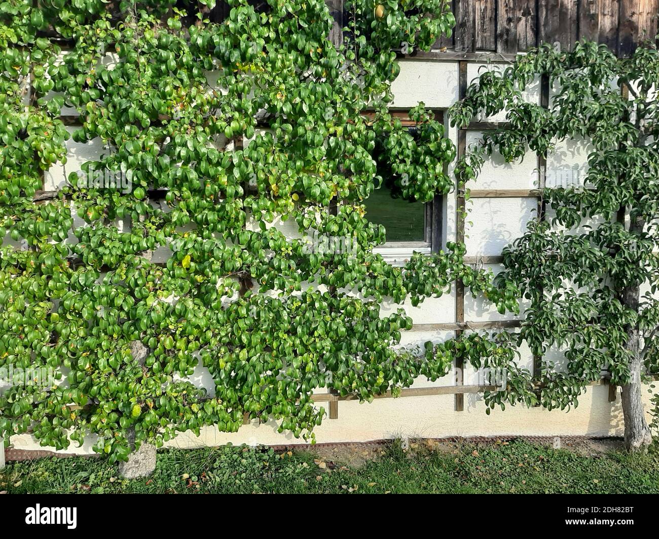 Poire commune (Pyrus communis), poire espalier à une façade , Allemagne, Bavière Banque D'Images