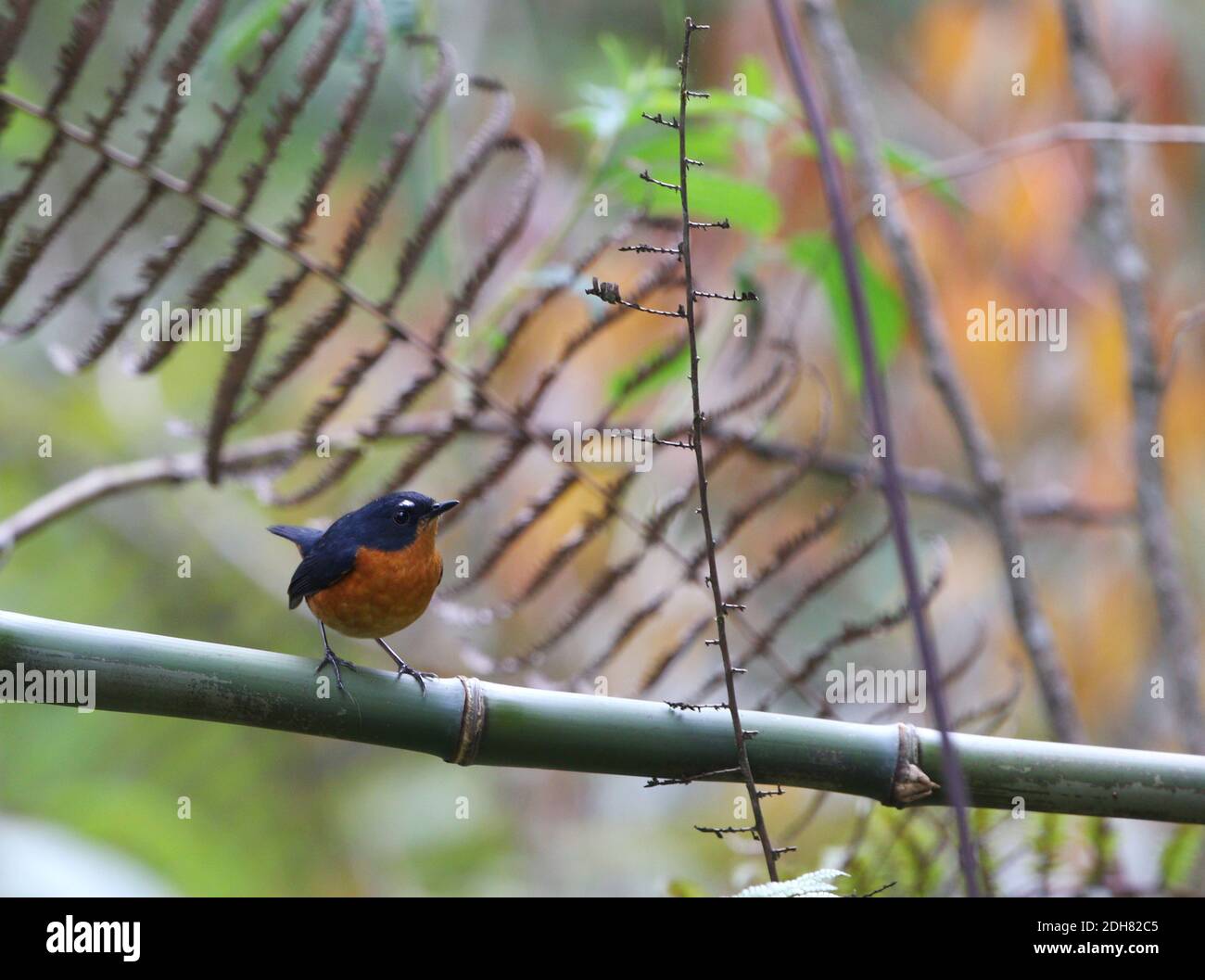 Brusty-bellied Shortwing (Brachypteryx hyperythra), perchée sur une branche dans la sous-croissance des collines Mishmi, Inde, Arunachal Pradesh, Mishmi collines Banque D'Images