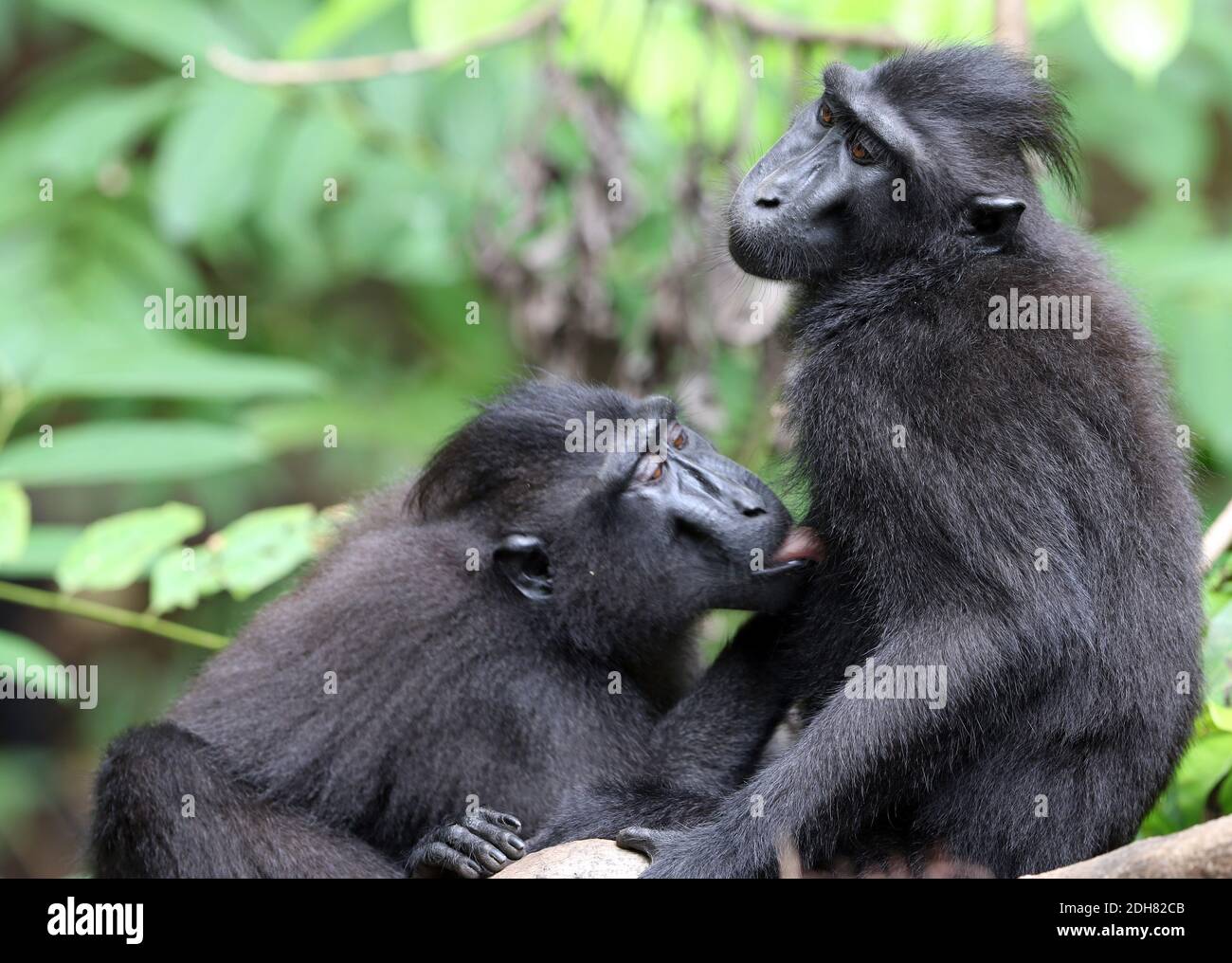 Singe de Celebes, singe noir de Celebes, macaque à crête de Sulawesi, macaque à crête de Celebes (Macaca nigra, Cynopithecus niger), deux singes de toilettage l'un l'autre Banque D'Images
