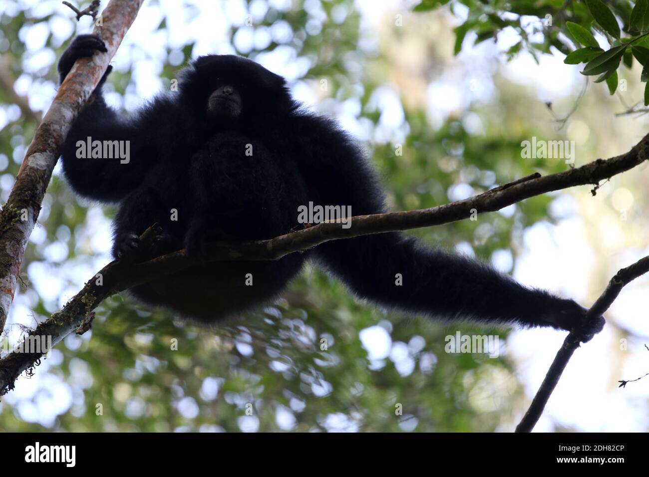 Siamang (Hylobates syndactylus, Symphalange syndactylus), assis sur une branche d'un arbre, Indonésie, Sumatra, Mont Kerinci Banque D'Images