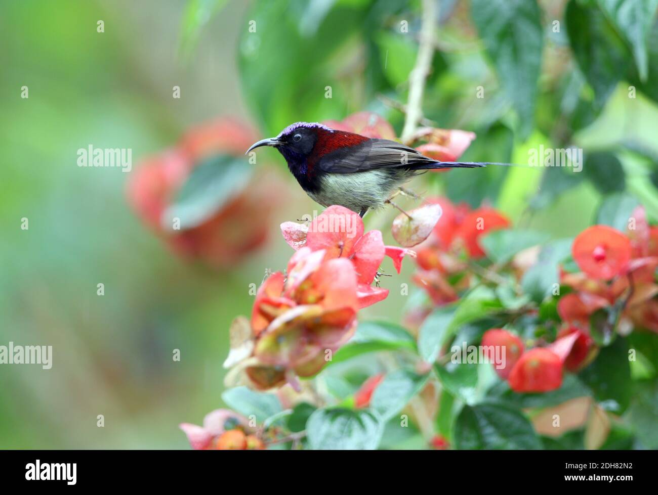 sunbird à gorge noire (Aethopyga saturata), homme adulte perché au sommet d'une plante de la colline du Fraser, à la recherche de nectar, Malaisie Banque D'Images