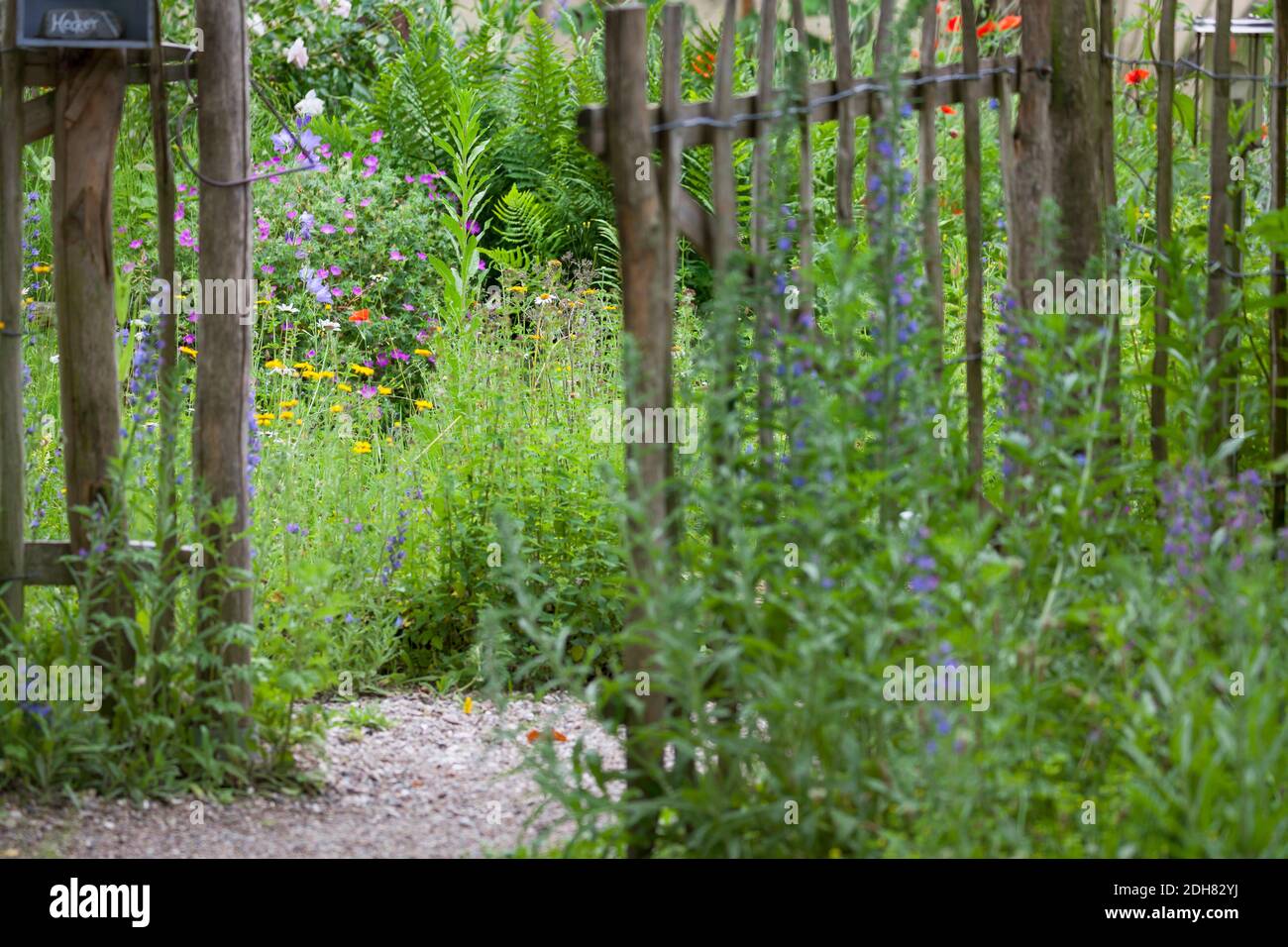 Jardin naturel riche en fleurs, idéal pour les insectes, Allemagne Banque D'Images
