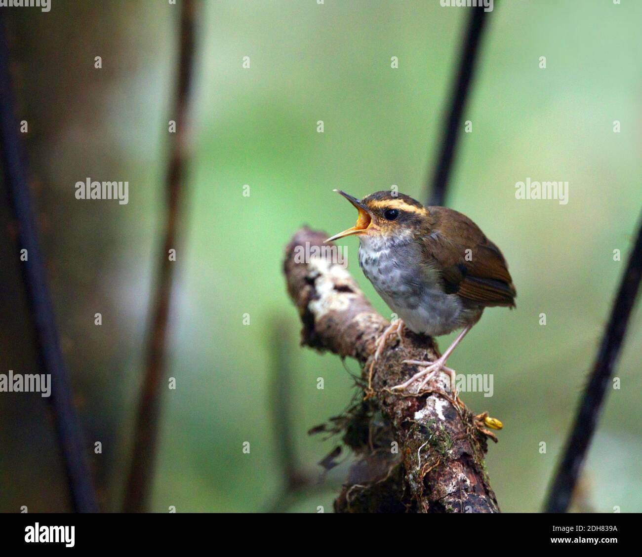 L'entêtement de Bornean (Urosphène whitehezi), perches chantant sur une branche dans la sous-croissance d'une forêt montagnarde, Indonésie, Kalimantan, Meratus Mountains Banque D'Images