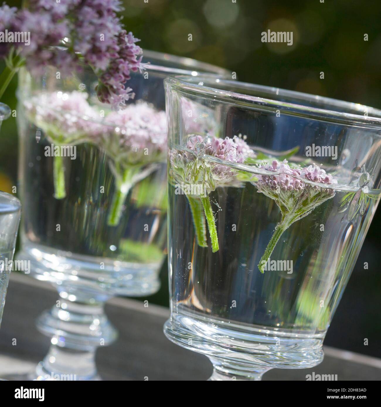 Valériane commune, tous-guéris, héliotrope de jardin, valériane de jardin (Valeriana officinalis), extraction de fleurs valériennes en eau froide, Allemagne Banque D'Images